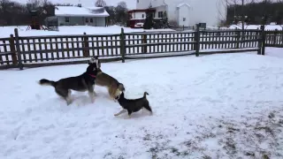 Husky Play Date during the 2016 Blizzard