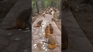крик обезьяны красиво