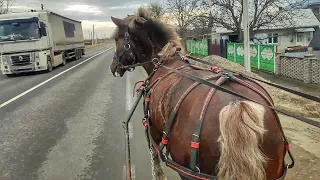 ЇДЕМО НА ПІЦУ, РУЖА ЗАПРЯЖЕНА В МАРАТОН