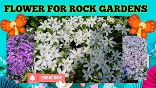 Flower for rock gardens ideas part 1