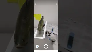 NFT Marketplace Devlog #1 | Augmented Reality (AR) Support
