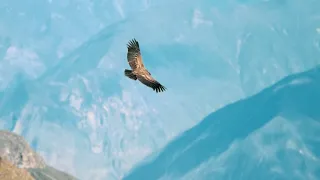 Bird -White-tailed Sea-eagle soars and vulture  in the sky on  sunny winter day. Watching full video