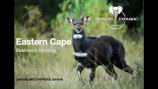 bushbuck 2019