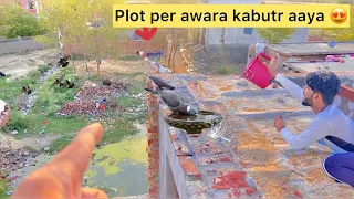 Naya kabutar aaya 🥰 ( New pigeon came on plot 🕊️) mushkil hai pakdna