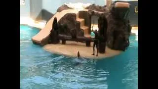 Loro Parque Sea Lion Show 2012