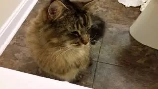 The Maine Coon Cat and The Bubble Bath