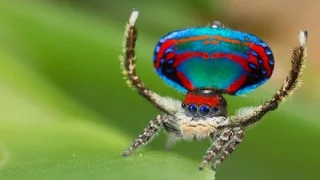 Peacock Spider: Die wohl niedlichste Spinne der Welt | DER SPIEGEL