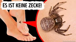 Siehst du diese Zecke, nicht zerquetschen!