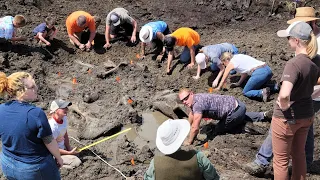 Mastodon skeleton discovered by accident in Grand Rapids, Michigan