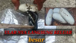 proses telur Ular menetas