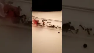 mis messor barbarus vs un tenebrio Molitor