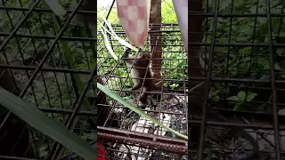 Monkey eating Setaria Grass