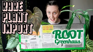 I imported more rare plants 🙃🪴 Root Greenhaus Haul