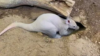 Aardvark Cub Digs with Mom | San Diego Zoo