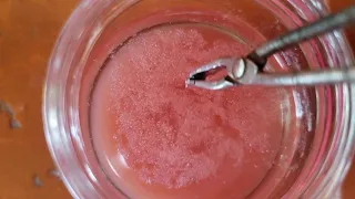 Tomato DNA extraction at home