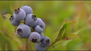 La semaine verte | Optimiser le bleuet sauvage