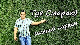 Зелений паркан з туї смарагд