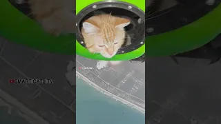 Рыжуля полетел орбитами 💫🚀🐈