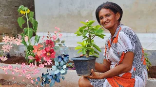 DONA MISCILENE NOS SURPREENDE E FAZ UM JARDIM NA NOVA CASA!