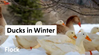 RAISING DUCKS in WINTER with Kingbird Farm — Ep 016