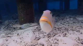 Aggressive Triggerfish Of The Maldives