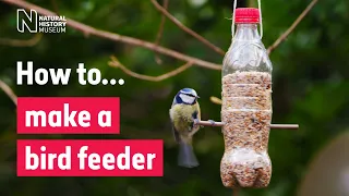 How to make a bird feeder | Natural History Museum