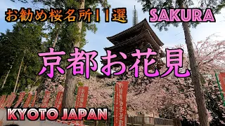 🇯🇵京都お花見  🌸お勧め桜名所11選