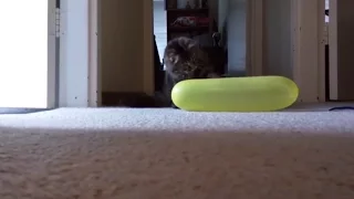 Funny Cats Playing With Balloons 🎈 Cats VS Balloons Compilation