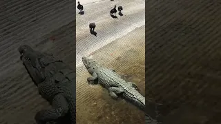 Everglades Crocodile Attack 🐊