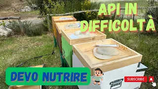 Apicoltura : Le api sono in difficoltà, devo nutrirle