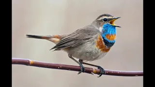 Пение камышовки. Звуки природы, голоса птиц