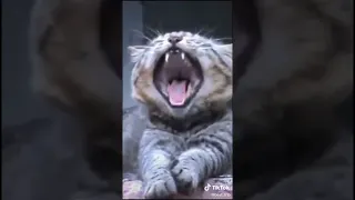 Как зевают коты приколы с животными