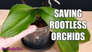 Saving my Phalaenopsis Orchid with limp leaves and no roots - Long discussion about cutting spikes