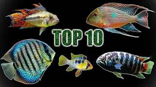 Top 10 Cichlids for Planted Tanks