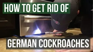 How to Get Rid of German Cockroaches (4 Simple Steps)