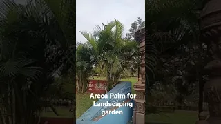 Areca Palm Plant for decoration #shorts