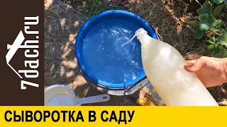 🏡 Применение сыворотки в саду: удобрение и защита - 7 дач