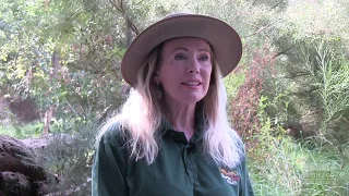 Numbat Keeper Talk | Perth Zoo