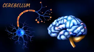 Afferent and efferent pathways of Cerebellum | Cerebellum | Neuroanatomy