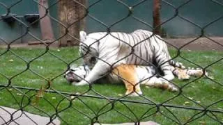 White Tiger vs Bengal Tiger