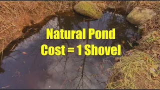 How I Built my Natural Pond for $0