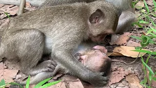 Poor David monkey | Mother and sister's David use tongue instead of medicine to cure injure.
