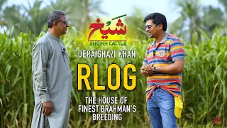 Sheikh Cattle Farm Brahman Breeds - Dera Ghazi Khan Full Rlog 2023-24