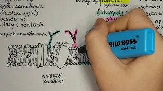 BŁONA FOSFOLIPIDOWA-o co chodzi