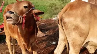 natural cow meeting | bull meetup | cow crossing