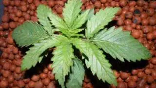 Weed Grow Critical+ MiniBox HomeMade Hydroponie Pow@ !.wmv