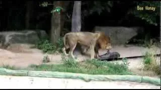 100 секунд 8 Лев съел кабана Lion ate wild boar