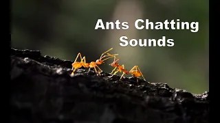 Ant Sounds - Different Ant Noises [Recorded]