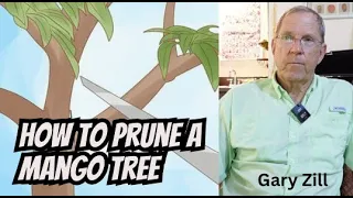 Gary Zill Talks Pruning Mango Trees