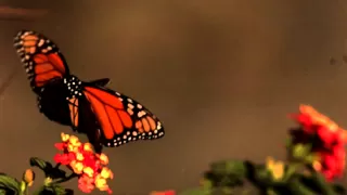 Slow motion Butterfly in flight